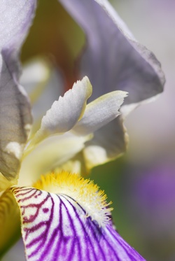 http:  www.taishimizu.com pictures backyard micro nikon d200 micro nikkor 105mm f4 PN11 by flower thumb.jpg