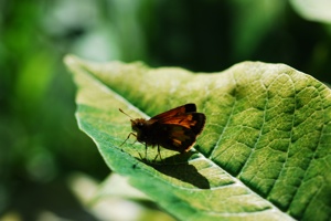 http:  www.taishimizu.com pictures backyard micro nikon d200 micro nikkor 105mm f4 PN11 moth leaf thumb.jpg