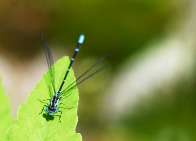 http:  www.taishimizu.com pictures backyard micro nikon d200 micro nikkor 105mm f4 PN11 pond dragonfly thumb.jpg