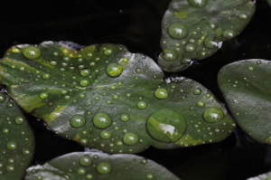 http:  www.taishimizu.com pictures fathers day 2009 fathers day nikon d90 droplets thumb.jpg