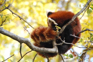 http:  www.taishimizu.com pictures firefox red panda thumb.jpg